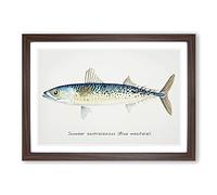 An Illustration of a Blue Mackerel Framed Print | A2 Walnut Framed Wall Art | Ready to Hang | Modern Nature Picture | Living Room Bedroom Lounge Office