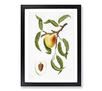 An Illustration of a Peach Tree by Giorgio Gallesio Framed Print | A2 Black Framed Wall Art | Ready to Hang | Modern Floral Picture | Living Room Bedroom Lounge Office