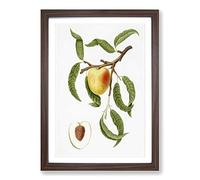 An Illustration of a Peach Tree by Giorgio Gallesio Framed Print | A2 Walnut Framed Wall Art | Ready to Hang | Modern Floral Picture | Living Room Bedroom Lounge Office