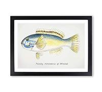 An Illustration of a Wrasse Fish by F.E. Clarke Framed Print | A2 Black Framed Wall Art | Ready to Hang | Modern Animal Picture | Living Room Bedroom Lounge Office