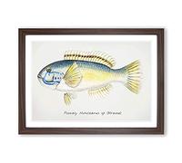 An Illustration of a Wrasse Fish by F.E. Clarke Framed Print | A2 Walnut Framed Wall Art | Ready to Hang | Modern Animal Picture | Living Room Bedroom Lounge Office