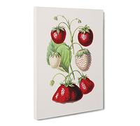 An Illustration Of Strawberries Canvas Print | Gallery Wrapped 30mm Frame Wall Art | 24x16 inches | Ready to Hang | Retro Still Life Picture | Living Room Bedroom Lounge Office