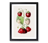 An Illustration of Strawberries Framed Print | A2 Black Framed Wall Art | Ready to Hang | Modern Nature Picture | Living Room Bedroom Lounge Office