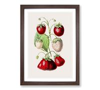 An Illustration of Strawberries Framed Print | A2 Walnut Framed Wall Art | Ready to Hang | Modern Nature Picture | Living Room Bedroom Lounge Office
