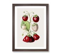 An Illustration Of Strawberries Vintage Framed Print | A2 Walnut Framed Wall Art | Ready to Hang | Classic Nature Picture | Living Room Bedroom Lounge Office