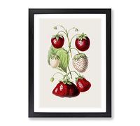 An Illustration Of Strawberries Vintage Framed Print | A3 Black Framed Wall Art | Ready to Hang | Classic Nature Picture | Living Room Bedroom Lounge Office