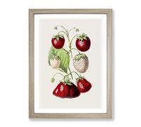 An Illustration Of Strawberries Vintage Framed Print | A3 Oak Framed Wall Art | Ready to Hang | Classic Nature Picture | Living Room Bedroom Lounge Office