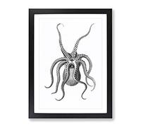 An Octopus In Black & White By George Shaw Vintage Framed Print | A3 Black Framed Wall Art | Ready to Hang | Classic Animal Picture | Living Room Bedroom Lounge Office