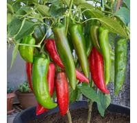 Anaheim Chilli Seeds- 10 Fresh Seeds