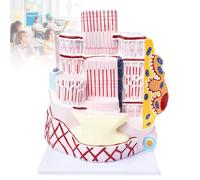 Anatal Human Skeletal Muscle Fiber Model - Biologic Orthopedic Teaching Aid for Education and Demonstration in Anatomy and Physiology