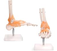 Anatal Human Skeleton Foot Model with Ligaments - Medical Foot Joint Display for Education and Study, Realistic Medical Model for Students and Professionals