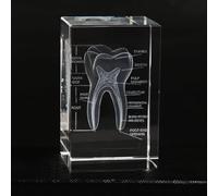 Anatomical 3D Dental Crystal Model - Precision Etched Cubic Design for Medicine & Decoration