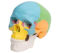 Anatomical 4D Disassembled Human Skull Model for Medicals Cardiovascular Medicals Biological Experiment Skull