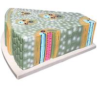 Anatomical Anatomy Model - Maize Stem Monocotyledon Biology Teaching Model for Study Display - Transverse Cross-Section Cell Tissue