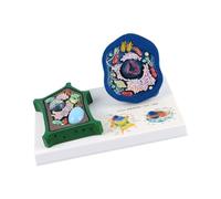 Anatomical Animal and Plant Cell Model with Removable Parts Biology Teaching Aid for Classroom Teaching Demonstration Comparative Cell Anatomy Model