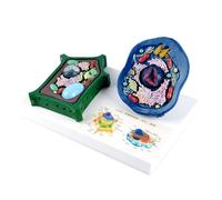Anatomical Animal And Plant Cell Model With Removable Parts Biology Teaching Aid For Classroom Teaching Demonstration