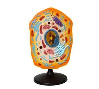 Anatomical Animal Cell Model with Removable Parts Classroom Demonstration Tool Biology Teaching Aid for Science Labs Animal Cell Structure Model