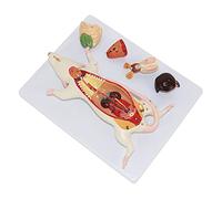 Anatomical Animal Model, Anatomical Mouse Model, Anatomical Of The Structure Of The Mouse Organs, For Medical Didactic Material.