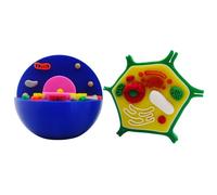 Anatomical Animal Plant Cell Model Biology Classroom Teaching Animal and Plant for Lab Membrane and