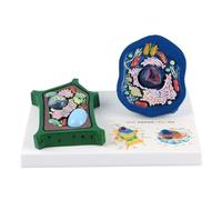 Anatomical Animal Plant Cell Model with Detacheable Parts Biology Classroom Teaching Animal and Plant for Lab Structure Comparison