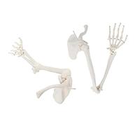 Anatomical Arm Model,Human Arm Skeleton Model, Life-Size Anatomical Arm, Includes All Arm Bones Plus Clavicle, Scapula A