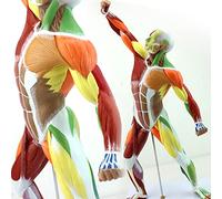 Anatomical Assembly Model Of Human Organs, Anatomy Study, Big Gift For Nurses Medicine, Teacher Education Schools