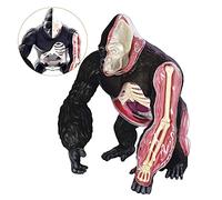 Anatomical, Body Model skeleton model Anatomy Model, Orangutan Model- Animal Anatomy Model - Silverback Ape Organ Structure Model - Plastic Material Detachable Medical Teaching Model -for Medical ion