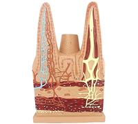 , Anatomical Bone Model, Educational Small Intestine Villi Human Science, Medical Digestion Model
