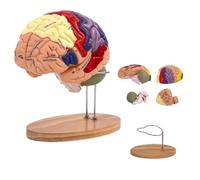 Anatomical Brain Model - 2X Enlarged 4-Part Detachable Model for Neuroscience Education and Anatomy Studies