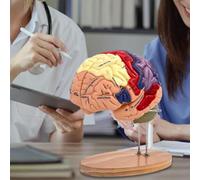 Anatomical Brain Model,2X Enlarged Human Brain Model,Teaching Brain Model,4 Parts with Base,Anatomically Accurate Brain Model for Psychology