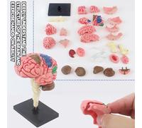 Anatomical Brain Model - 3D Display Figure, Educational Color-Coded Learning Tool, DIY Neuroscience Kit | Hands-On Science Activity For Teachers Students Laboratory Home School Education Practice