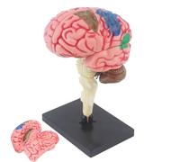 Anatomical Brain Study Model - Color Coded Teaching Aid, Educational Science Display | Interactive Assembly Structure, Realistic Anatomy Learning Model Classroom Demonstration for School Laboratory Ed