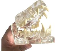 Anatomical Canine Dental Model - Clear Dog Teeth Jaw for Veterinary Education and Pathology Analysis