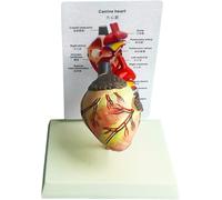 Anatomical Canine Heart Model, Natural Size, With Educational Diagram, For Veterinary And Study 18x14x24cm