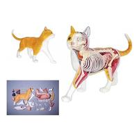 Anatomical Cat Model Removable Organs Body 28 Pieces Cat Skeleton Anatomical Model Semi-Transparent Design Cat Model for Training Teaching