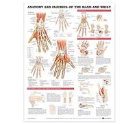 Anatomical Chart Anatomy and Injuries of the Hand and Wrist