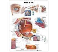 The Eye Anatomical Chart