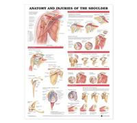 Anatomical Chart Company Anatomy and Injuries of the Shoulder Anatomical Chart for Living Room