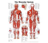 Anatomical Chart Company The Muscular System Anatomical Chart