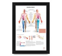Anatomical Chart Dermatomes | Human Body System Study Essentials | Educational Medical Poster for Students, Nurses, Medical Professionals | Wall Art for Anatomy (Unframed A3 (30x40cm))