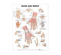 Anatomical Chart, Hand and Wrist, 20" x 26" Glossy Poster, for Patient Education, Medical School Classrooms, Doctor's and Therapist's Offices, and Teaching Human Anatomy