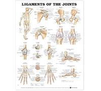 Anatomical Chart Ligaments of the Joints