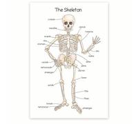 Anatomical Chart of the Human Skeleton - Bone Structure & Skeletal System Reference Poster - For Teachers, Students, Healthcare Professionals & Libraries(Framed,16x24inch(40x60cm))