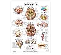 Anatomical Chart The Brain