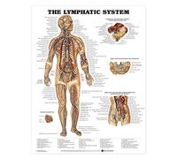 Anatomical Chart The Lymphatic System