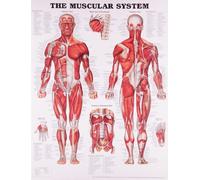 Anatomical Chart The Muscular System