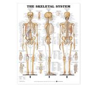 Anatomical Chart The Skeletal System