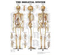 Anatomical Chart The Skeletal System