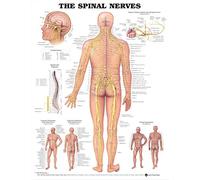 Anatomical Chart The Spinal Nerves