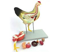 Anatomical Chicken Model, Chicken Model With Visceral Muscles Organ Nerves, Animal Model For Medical Teaching Research Analysis